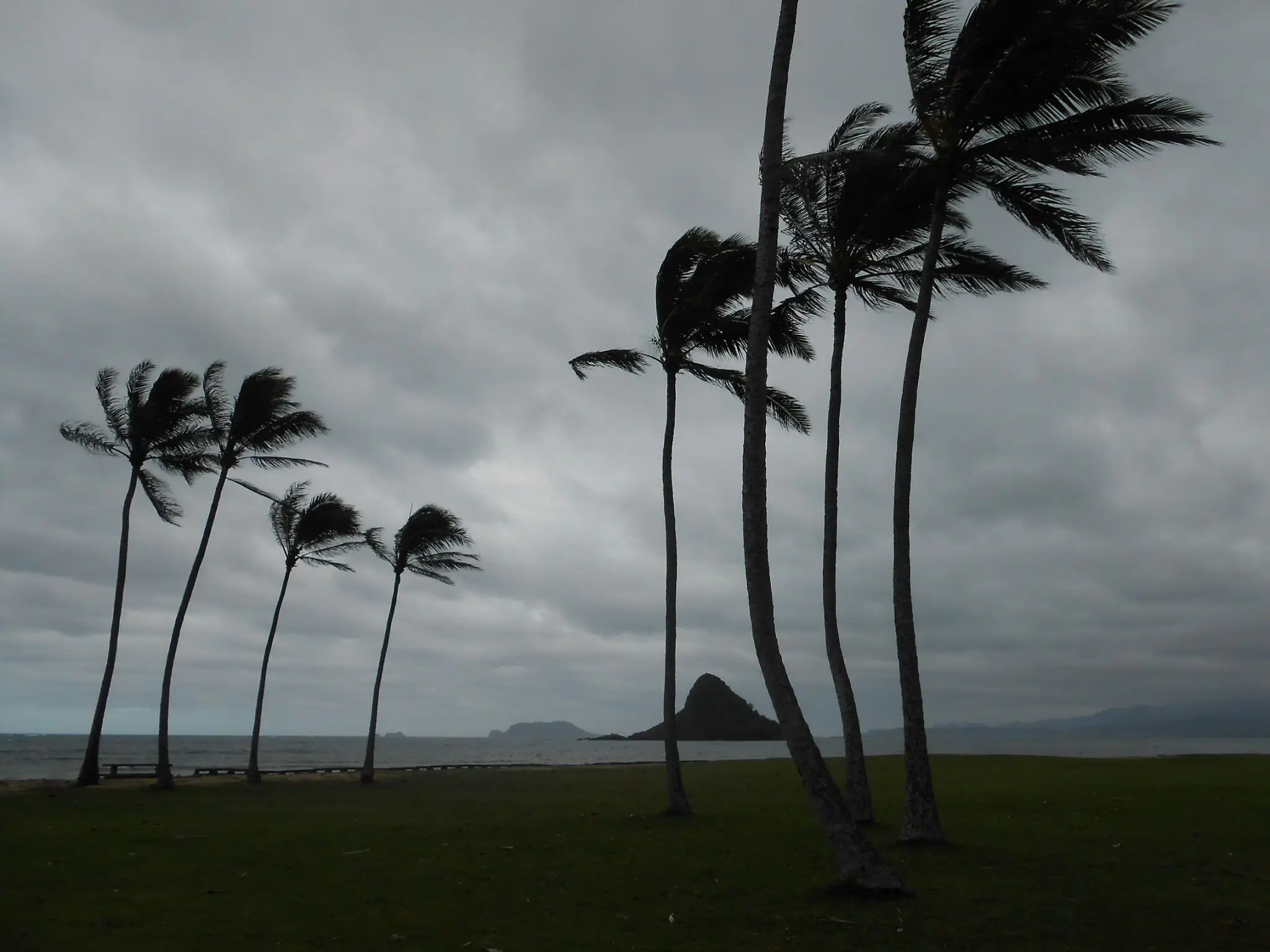 Tall palm trees sway against a dark, stormy sky near the ocean.
